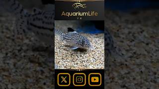 🐟Corydoras julii aquarium fish aquariumhobby [upl. by Waldman]