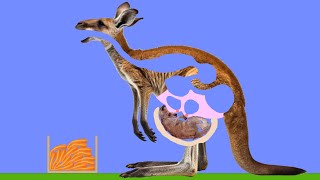 【Algodoo】Kangaroo parenting カンガルーの子育て [upl. by Tyree]