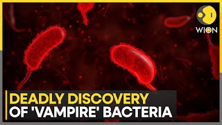 Scientists discover deadly Vampire bacteria  Latest News  WION [upl. by Illib]