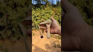 powerful slingshot made from tree branches and gloves [upl. by Kym]