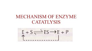 Mechanism of Enzyme Catalysis enzymes 6 [upl. by Lawford527]