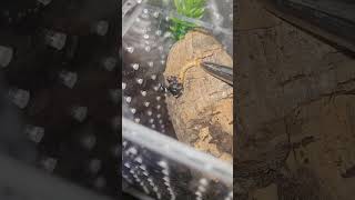 Jumping Spider Takes A Worm 💪🏾🕷🤙🏾 [upl. by Oigroig]