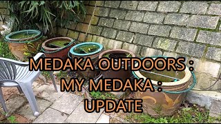 medaka rice fish outdoors  my medaka  update [upl. by Boyd81]