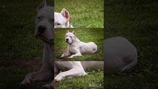 Kangal vs pitbull full fight  Dogo argentino vs pitbull real fight shorts Rmvs4k [upl. by Dolph]