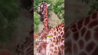 🦒💥 ¡El VIRUS SILENCIOSO que AMENAZA a las JIRAFAS 😱 NaturalezaSalvaje😱animales shorts [upl. by Dyun]