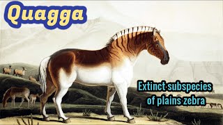 Quagga The unique zebra that is now extinct [upl. by Townsend]