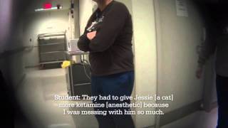 Shocking New Video Exposes Tests on Cats [upl. by Eirotal]