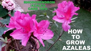 How to Grow Azaleas Flowering Plant for Every Garden [upl. by Charyl]