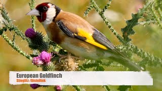 European Goldfinch Birds BirdSounds Goldfinch [upl. by Leakim]