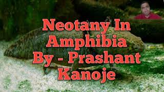 Neotany In Amphibia II By  Prashant Kanoje [upl. by Theadora]