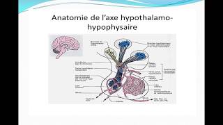 Complexe hypothalamohypophysaire [upl. by Ahsercul]