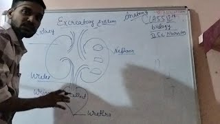 how to draw an excretory system in a 1 min kidney structureclass 10th science biology nursing [upl. by Fineberg]