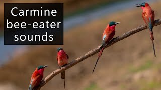 Carmine bee eaters at nest [upl. by Aras]