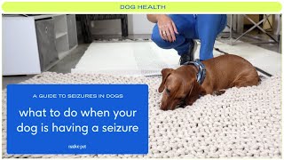 A Guide to Seizures in Dogs From Dog Seizure Causes to What to Do When Your Dog Is Having a Seizure [upl. by Paehpos501]