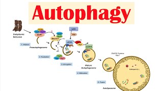 Autophagy  Macroautophagy amp Importance in Health [upl. by Chase]