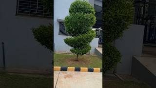 best cutting  conocarpus cutting [upl. by Ailuy]