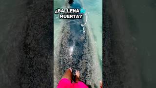 LAS BALLENAS MUERTAS EXPLOTAN 🤢 mexico humor shorts [upl. by Elehcir]