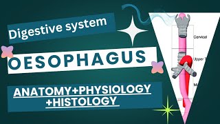 The oesophagus esophagus  Anatomy  physiology  Histology  full detail [upl. by Heinrick]