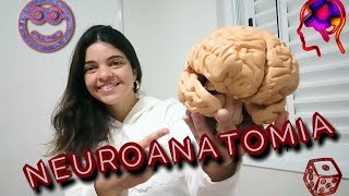 NEUROANATOMIA  FUNÇÕES DOS GIROS E LOBOS CEREBRAIS [upl. by Hayyikaz334]