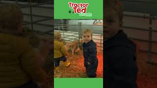 Lets Look At Baby Lambs  Tractor Ted Shorts  Tractor Ted Official [upl. by Naired63]