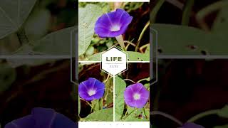 IPOMOEA NIL plants youtubeshorts nature photography [upl. by Anehta]