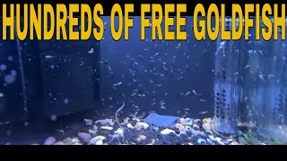 How To Breed Goldfish [upl. by Nolyk]