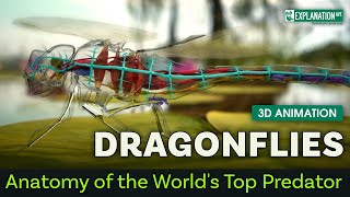 Dragonflies Anatomy of the Worlds Top Predator  3D Animation [upl. by Oab872]