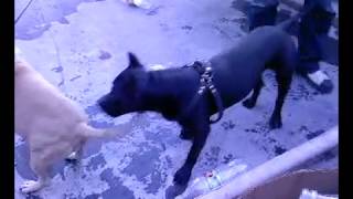 pitbull vs pitbull fight [upl. by Montano237]