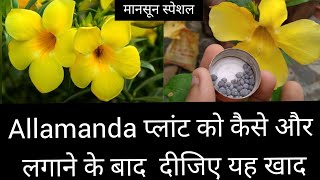 Allamanda Plant care in hindi  Monsoon flowering plant [upl. by Orrocos]