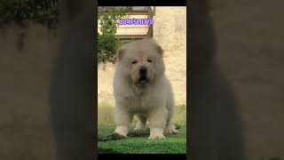 Chow chow puppies for sale petlover shortfeed farmanimals viral [upl. by Og]