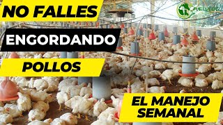 Criar Pollos de engorde en 6 semanas paso a paso pollosdeengorde criapollos [upl. by Agnew12]