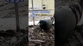 youtubeshorts pigeon hatching eggs [upl. by Ylrahc66]