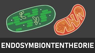 Endosymbiontentheorie  Entstehung von Chloroplasten und Mitochondrien  kurz und einfach erklärt [upl. by Canotas]