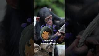 Este es el ORIGEN del SIDA 🐒🦠🔬 [upl. by Ydollem]