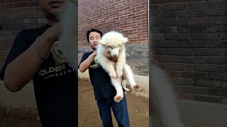 Anjing langka di indonesia super all white alaskan malamute alaskanmalamute whitealaskanmalamute [upl. by Zobias]