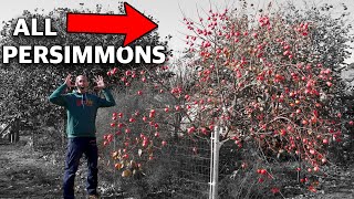 How to Grow a Persimmon Tree Complete Growing Guide [upl. by Freddy]