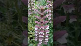 Acanthus Spinosus plant [upl. by Jeff577]