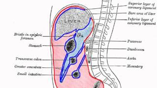 Peritoneal Cavity  Part 1  Anatomy Tutorial [upl. by Syned]