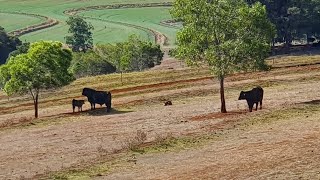 KINGAROY  HILLVIEW COTTAGE  a beautiful Bed and Breakfast [upl. by Nowell689]