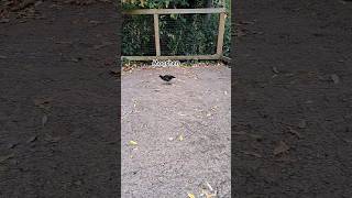 Common Moorhen Dublin Zoo Ireland shorts youtubeshorts zoo birds birdslover moorhen bird [upl. by Emmott]