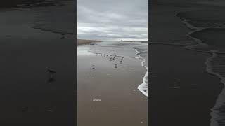 Sanderlings at play  Cape Henelopen Beach Delaware [upl. by Orlene]