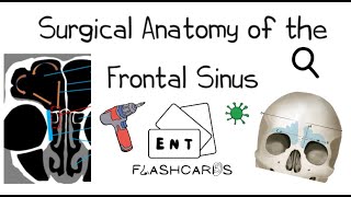 Surgical Anatomy of the Frontal Sinus  FRCS ENT Exam Essentials [upl. by Gnay]