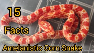 AMELANISTIC CORN SNAKE Interesting And Amazing Albino Snake FactsCORN SNAKES [upl. by Iden]