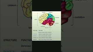 Brain Function humanbody humanbrain humanbrainfacts shortsvideo shortsfeed shortvideo shorts [upl. by Annovahs]