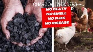 Benefits of Charcoal in Poultry Farm NO DEATH NO SMELL NO FLIES NO DISEASES [upl. by Acined]