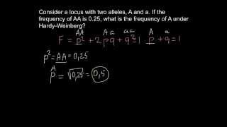 HardyWeinberg allele frequency problem [upl. by Orrocos]