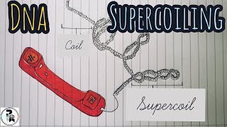 DNA Supercoiling paperpenbiology [upl. by Airak]