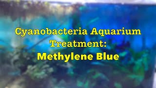 Cyanobacteria freshwater aquarium treatment Methylene Blue [upl. by Redmer]