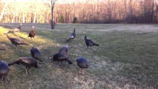 feeding wild turkey [upl. by Niak]