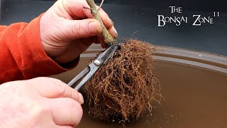 Repotting My Young Hawthorn and Korean Maple Part 1 The Bonsai Zone Feb 2024 [upl. by Derfla]